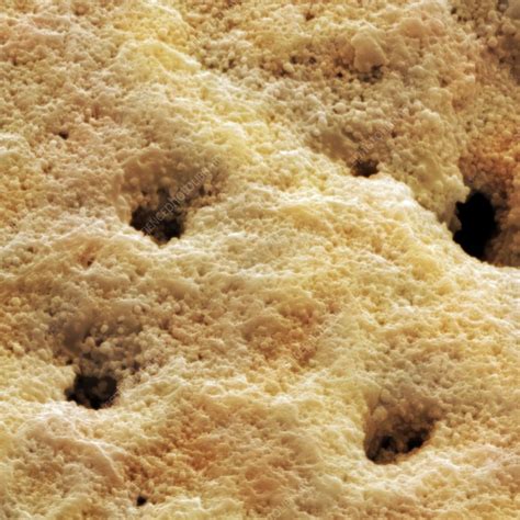 Image result for Outer Shell Egg