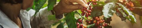 Sign-In or Register here | Log In with your Email | Nescafé IN