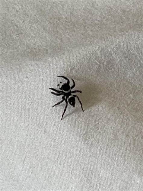 Recently felt sick (fever, diarrhea, headache) overseas, not sure if this spider is dangerous ...