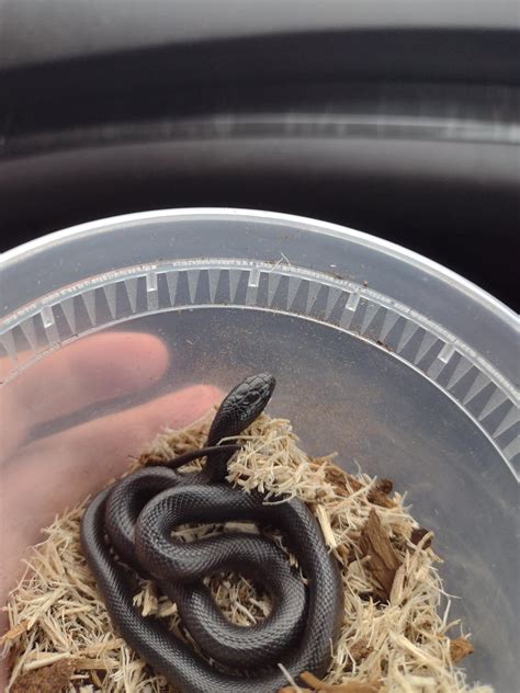 my new Mexican black king snake! : r/snakes