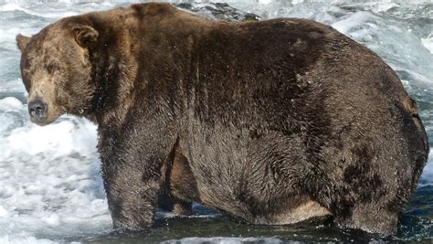 Fat Bear Champ Eats So Many Fish He Can Barely Walk - Science