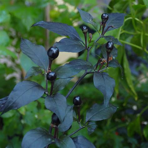 Chilli Midnight Crown Seeds – Phal Phool