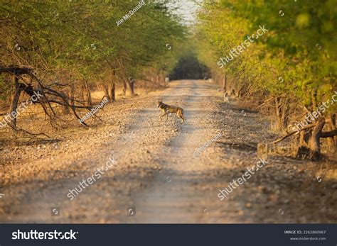 Indian Gray Wolf Canis Lupus Pallipes Stock Photo 2262860967 | Shutterstock