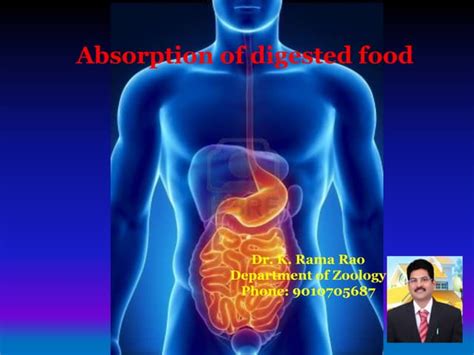 Image result for How Does Digested Food Get into Blood Absorption