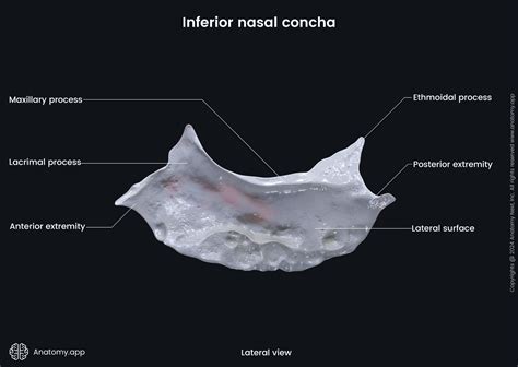 Inferior nasal concha | Anatomy.app