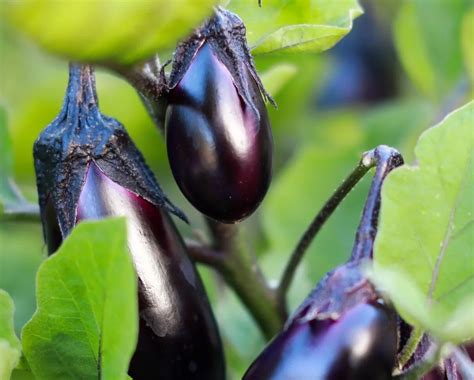 پادنا، کلید کشاورزی پایدار