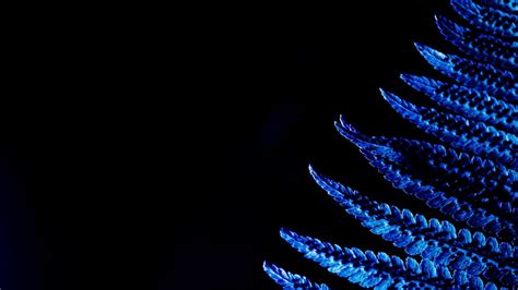 Wallpaper fern, leaf, macro, blue hd, picture, image