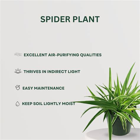 Clean Air Plant Combo – Gardengram