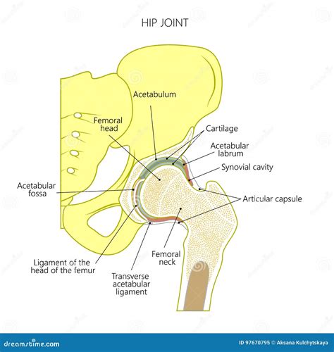 Parts Of A Hip Joint at Arlene Ivey blog