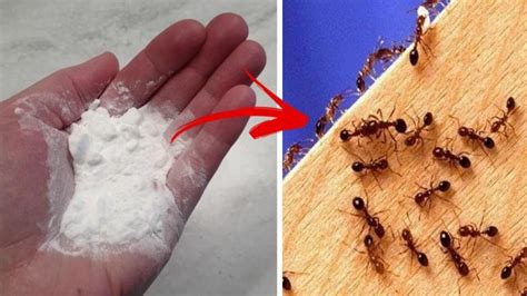 Extra Powerful Ant Killer Powder 1kg - Fast-Acting Ant Control |ant powder