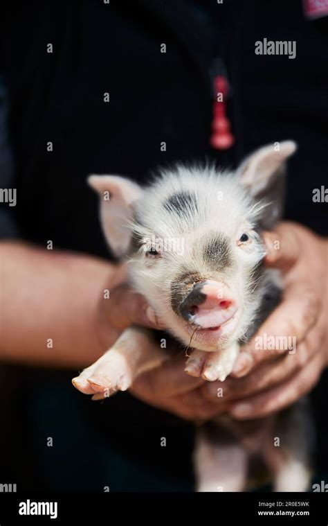 An Alpine pig Stock Photo - Alamy