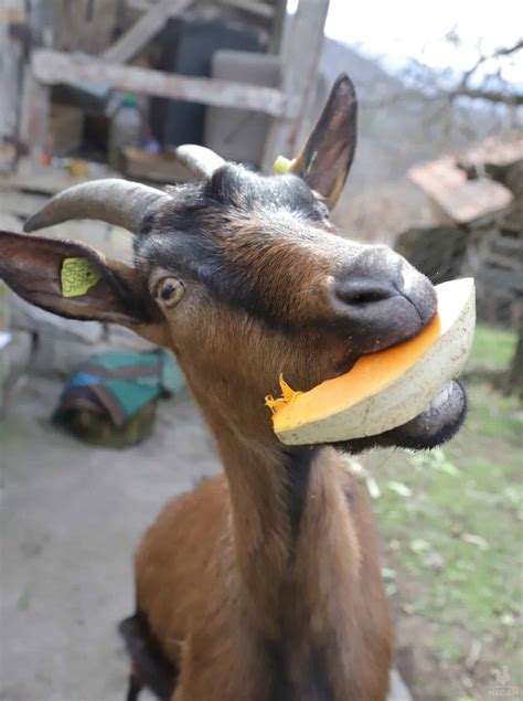 So, Can Goats Eat Pumpkin?