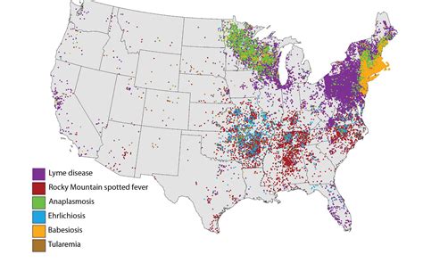 Percentage Of Ticks That Carry Lyme Disease