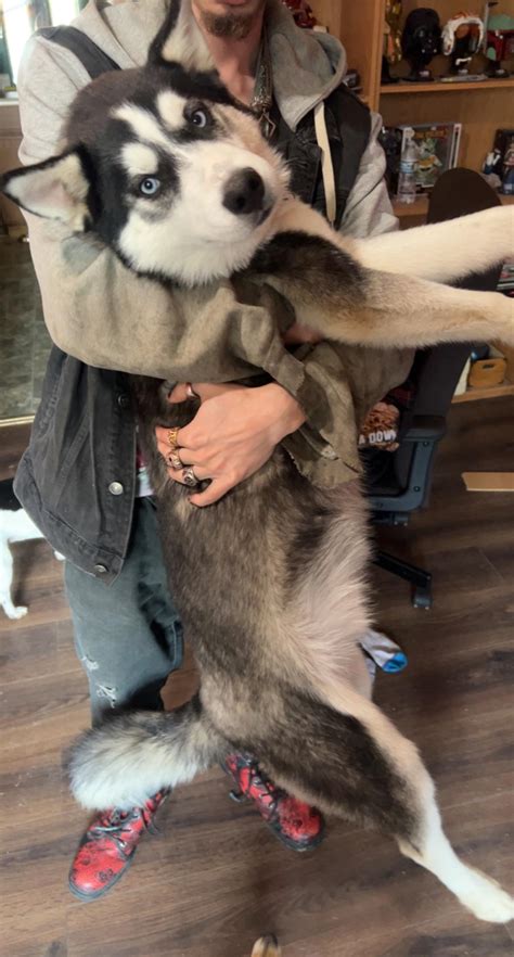 This is Kratos, he's a 6 month old puppy : r/AbsoluteUnits