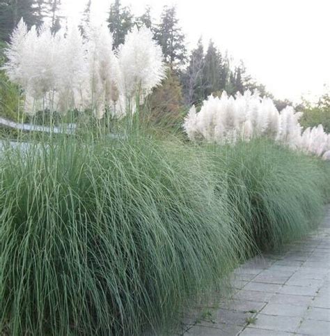 Купить Семена декоративных трав 1000 Pampas Grass Seeds Cortaderia Rare ...