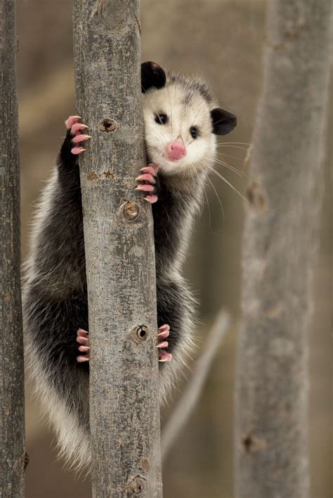 Virginia opossum | Description, Habitat, & Facts | Britannica