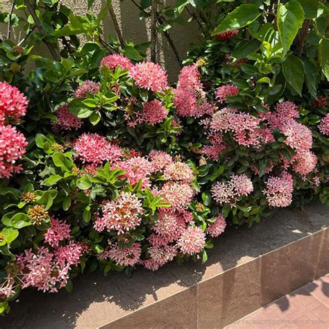 Ixora Pink for | | Della