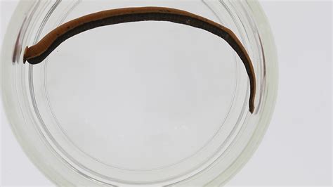 New species of blood-sucking leech discovered in DC-area | wusa9.com