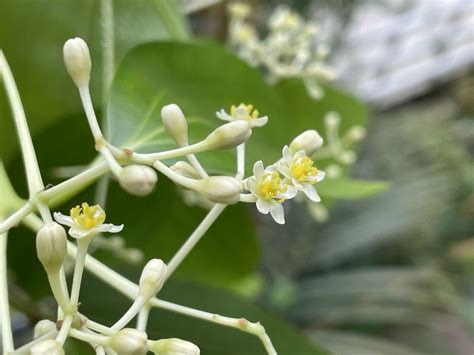 Cinnamomum verum - Kaneelboom, Ceylonkaneel, Cinnamon tree | Hortus ...