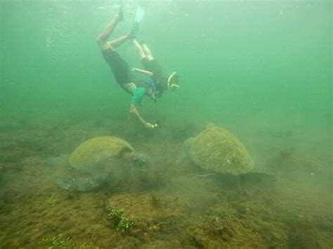 Pahoehoe Galapagos Tours (Isabela) - 2022 What to Know Before You Go ...