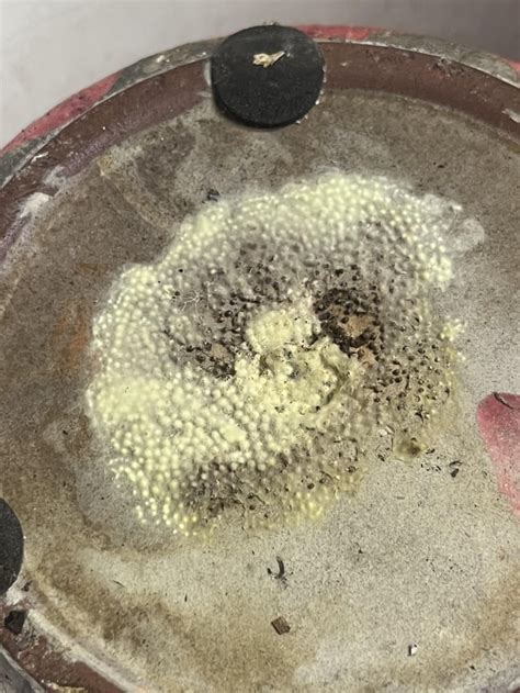 Image result for Spring Tails Bugs Under Microscope