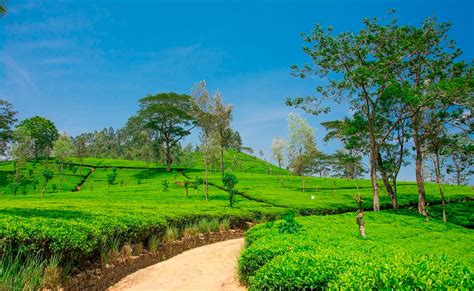 Sri Lanka with Ashok Vatika | 4 Nights 5 Days | Nuwara Eliya - Bentota ...