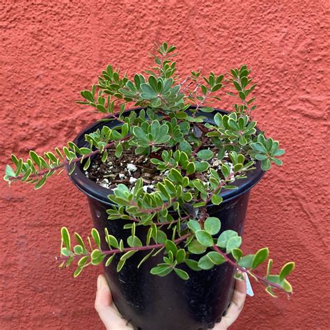 Arctostaphylos 'Emerald Carpet' - Emerald Carpet Manzanita - Artemisia ...