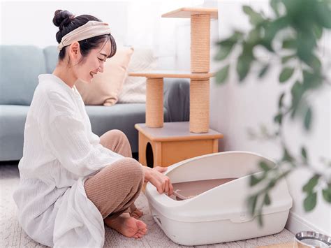 Image result for Clean Cat Litter Box