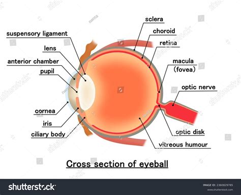 Suspensory Ligament Eye