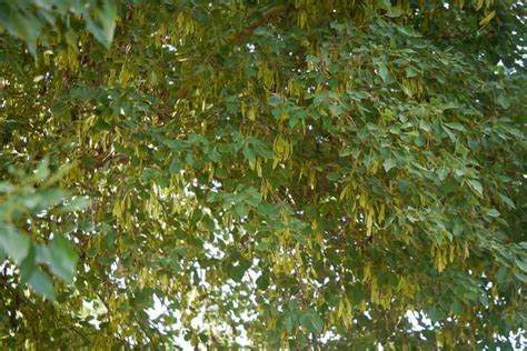 Best Native Trees to grow in India – Grow Billion Trees