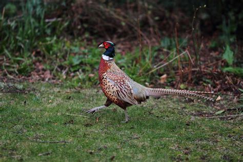 ungainlyungainly是什么意思2022已更新今日资讯