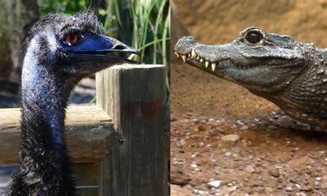 How Closely Related Are Crocodiles And Dinosaurs at Johnny Will blog