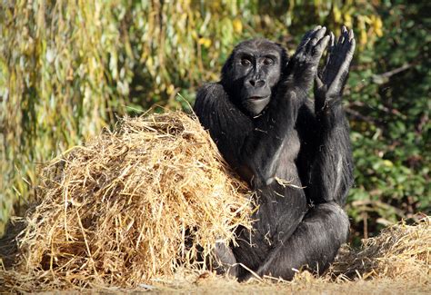 ShishirPatilgorilla