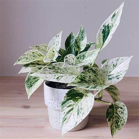 10 MARBLE QUEEN MONEY PLANTS COMBO 399/- IN NET POTS/JIFFY BAG ...