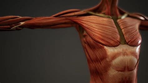 Animation Powerstroke Muscle 的图像结果