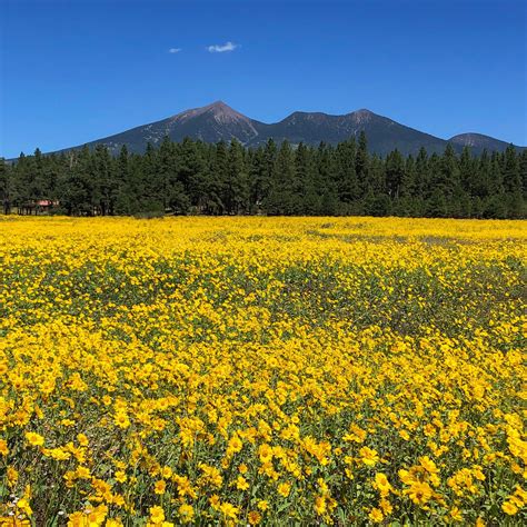 San Francisco Peaks Summer