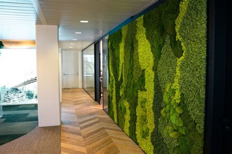 Why moss walls are a smarter choice than living green walls | Advance ...