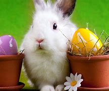 Image result for Silly Bunny