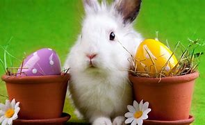 Image result for Happy Easter Funny Bunny Memes