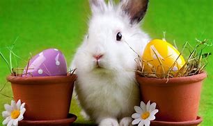 Image result for Easter Bunny Going Crazy