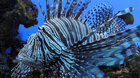 Image result for Fish Imafe for Python Code