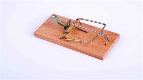 Image result for Setting Mouse Traps Tips