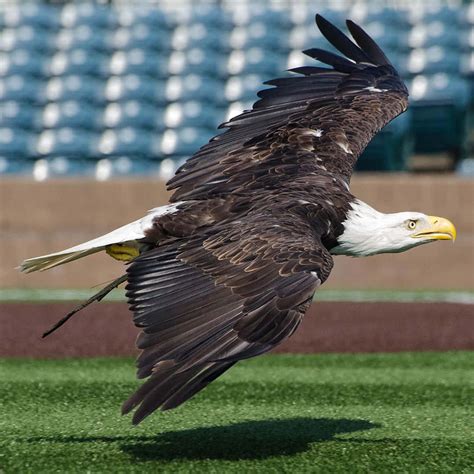 [100+] Bald Eagle Pictures | Wallpapers.com