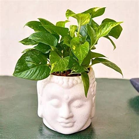 INDIAN FLORA® : Moneyplant Scindapsus | Natural Live Plant | Buddha Pot ...