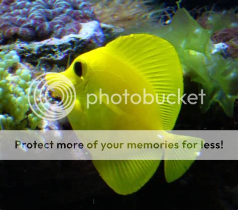 Zebrasoma flavescens hat weißen Fleck - Fischkrankheiten - Meerwasserforum