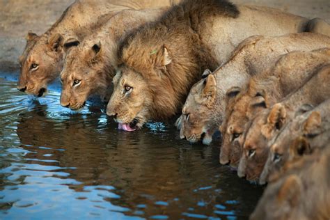 Discover How Long Lions Can Go Without Eating, Plus 3 Other Amazing Facts About Their Diet - A-Z ... - diet of lion