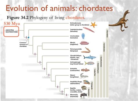 Evolution Chart All Animals 的图像结果