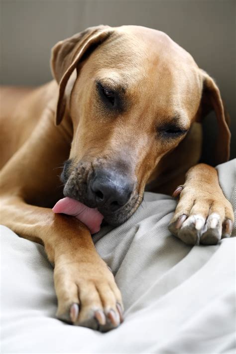 Why Dog Keep Licking His Paw
