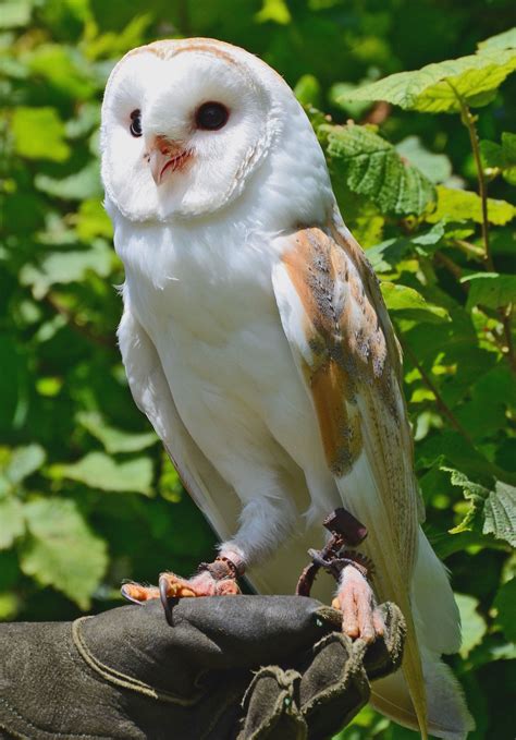 Owls in michigan 11 species with pictures – Artofit