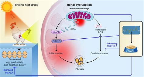 Dietary 5-Aminolevulinic Acid Alleviates Heat Stress-Induced Renal ...